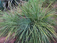 Graines de Agave Ornithobroma