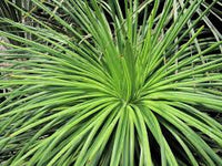 Graines de Agave Ornithobroma