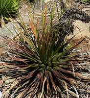 Graines de Agave Ornithobroma