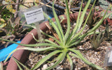 Graines de Agave Ortgiesiana