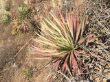 Graines de Agave Ortgiesiana
