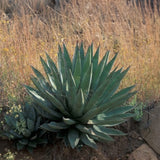 Graines de Agave Palmeri