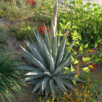 Graines de Agave Palmeri