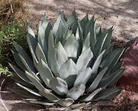 Graines de Agave Palmeri