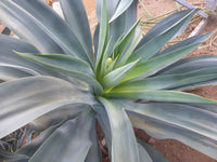 Graines de Agave Pedunculifera