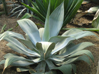 Graines de Agave Pedunculifera