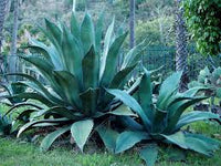 Graines de Agave Salmiana var. Ferox