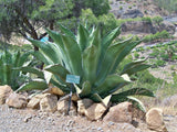 Graines de Agave Salmiana var. Ferox