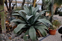 Graines de Agave Salmiana var. Ferox