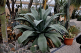 Graines de Agave Salmiana var. Ferox