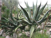 Graines de Agave Salmiana x Mapisaga