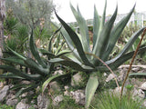 Graines de Agave Salmiana x Mapisaga