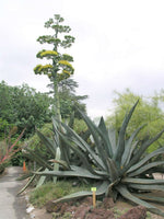 Graines de Agave Salmiana x Mapisaga