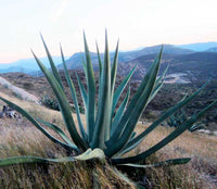 Graines de Agave Salmiana x Mapisaga