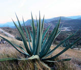 Graines de Agave Salmiana x Mapisaga