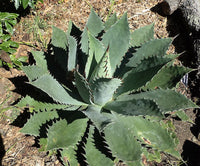 Graines de Agave Seemanniana
