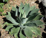 Graines de Agave Seemanniana