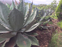 Graines de Agave Seemanniana