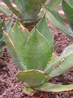 Graines de Agave Seemanniana