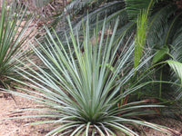 Graines de Agave Striata subsp Falcata