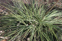 Graines de Agave Striata subsp Falcata