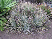 Graines de Agave Striata subsp Falcata