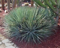 Graines de Agave Striata subsp Falcata