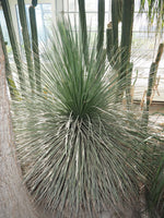 Graines de Agave Striata subsp Striata