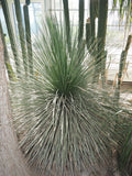 Graines de Agave Striata subsp Striata