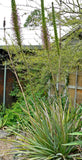 Graines de Agave Striata subsp Striata