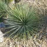Graines de Agave Striata subsp Striata