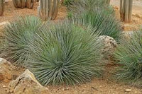 Graines de Agave Striata subsp Striata