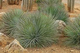 Graines de Agave Striata subsp Striata