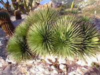 Graines de Agave Stricta