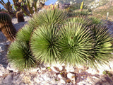 Graines de Agave Stricta