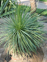Graines de Agave Stricta