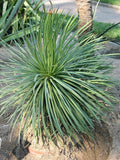 Graines de Agave Stricta