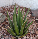 Graines de Agave Triangularis