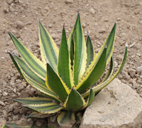 Graines de Agave Triangularis
