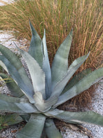 Graines de Agave americana subsp. protoamericana