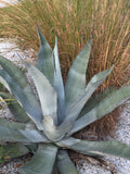 Graines de Agave americana subsp. protoamericana