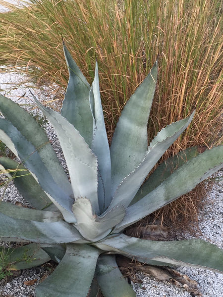 Graines de Agave americana subsp. protoamericana