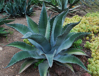 Graines de Agave americana subsp. protoamericana