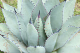 Graines de Agave Durangensis