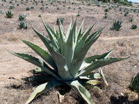 Graines de Agave Durangensis