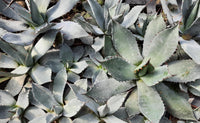 Graines de Agave Durangensis