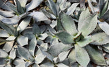 Graines de Agave Durangensis