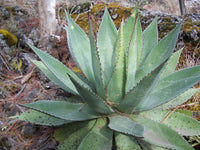 Graines de Agave Obscura "Xalapa"