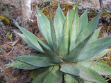 Graines de Agave Obscura "Xalapa"