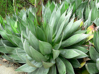 Graines de Agave Obscura "Xalapa"